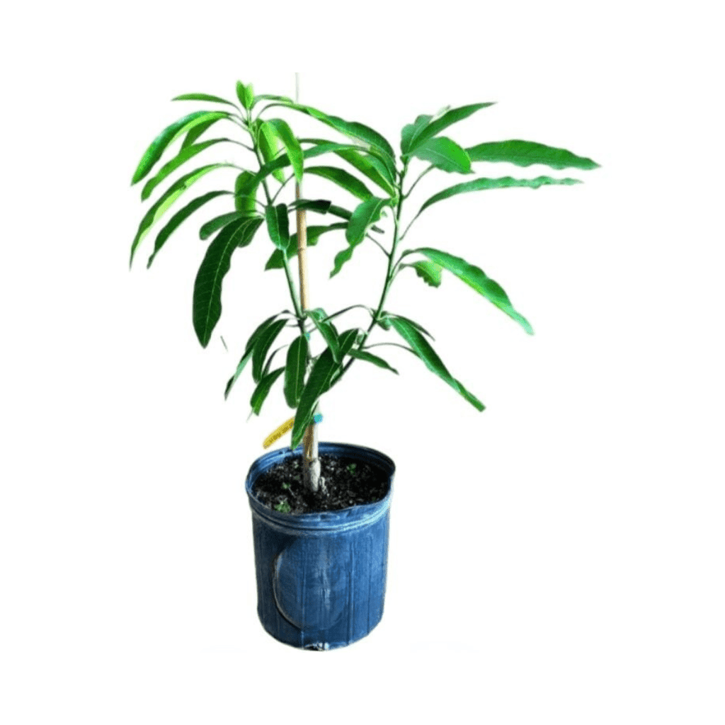 Mallika Dwarf Mango Tree for Sale – Grafted & Cold Hardy Fruit Trees 103-Pine Island Nursery 2-3 feet & 3-gal 