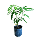 Mallika Dwarf Mango Tree for Sale – Grafted & Cold Hardy Fruit Trees 103-Pine Island Nursery 2-3 feet & 3-gal 