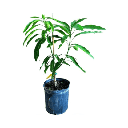Mallika Dwarf Mango Tree for Sale – Grafted & Cold Hardy Fruit Trees 103-Pine Island Nursery 2-3 feet & 3-gal 