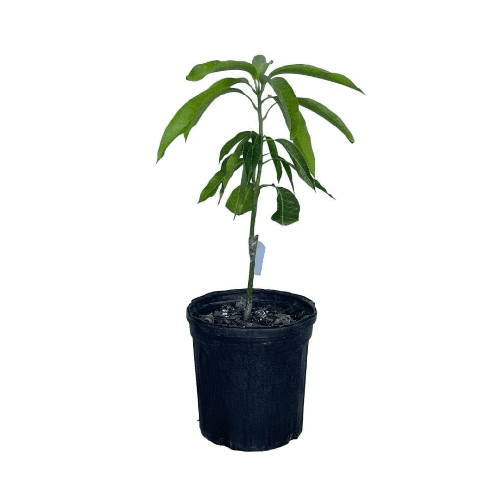 Mallika Dwarf Mango Tree for Sale – Grafted & Cold Hardy Fruit Trees 103-Pine Island Nursery 4 feet & 3-gal 