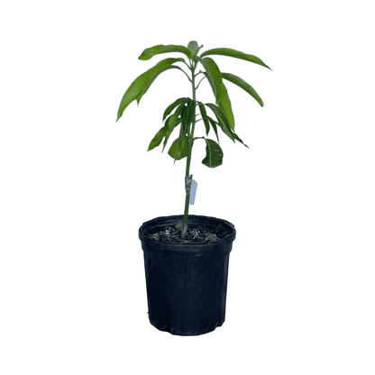 Mallika Dwarf Mango Tree for Sale – Grafted & Cold Hardy Fruit Trees 103-Pine Island Nursery 4 feet & 3-gal 