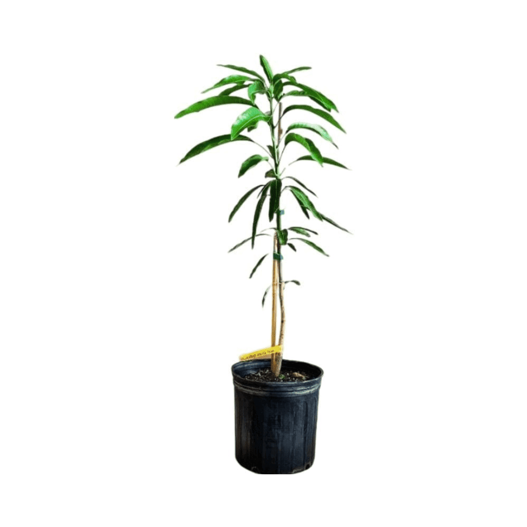 Lil Gem Dwarf Mango Tree, Grafted Fruit Trees 102-Zill High Performance Plants 