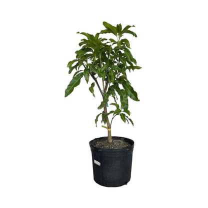 Mallika Dwarf Mango Tree for Sale – Grafted & Cold Hardy Fruit Trees 103-Pine Island Nursery 4 feet & 7-gal 