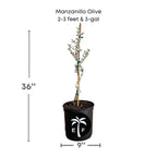 Manzanillo Olive Tree 103-Pine Island Nursery 3 feet & 3-gal