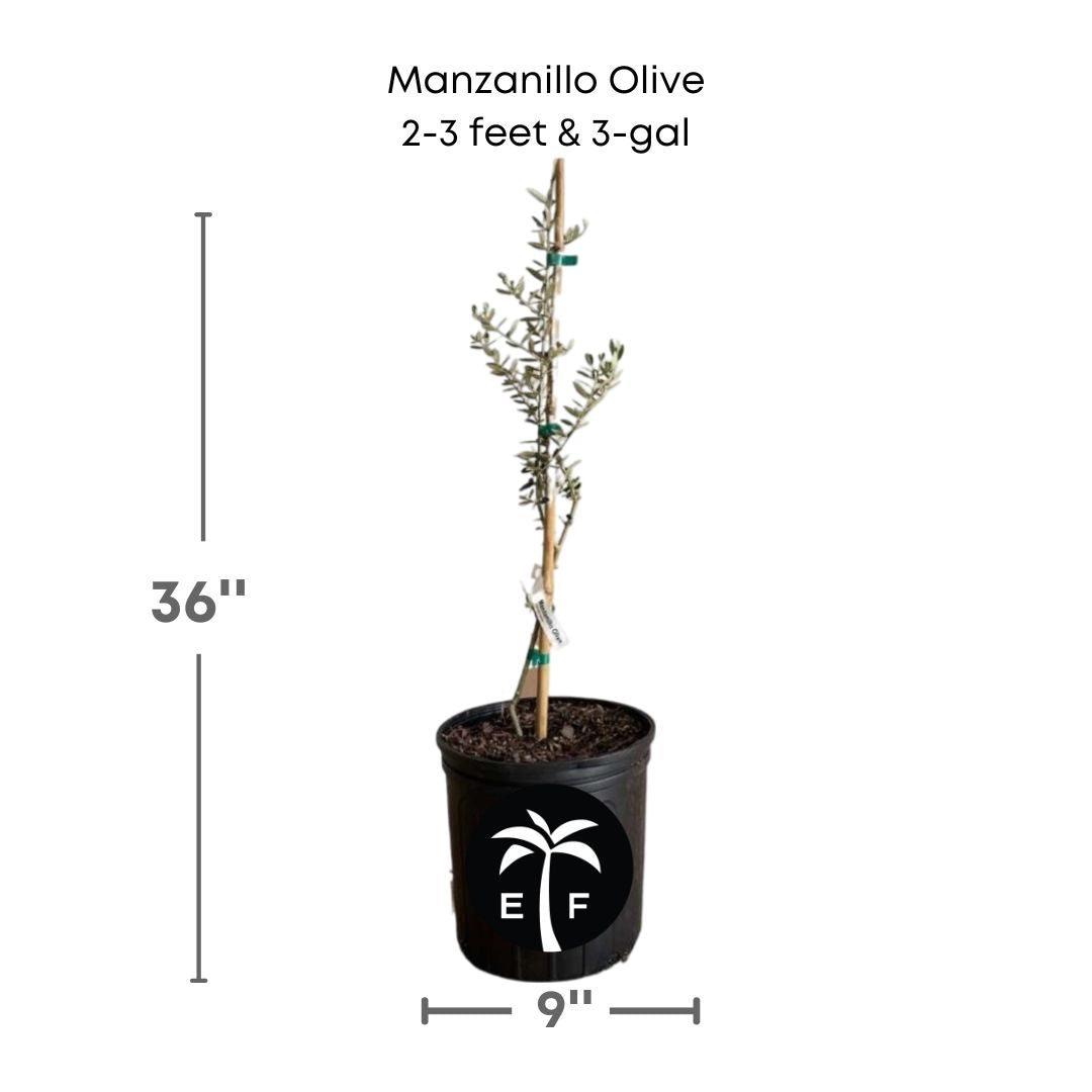 Manzanillo Olive in a 3 gallon pot