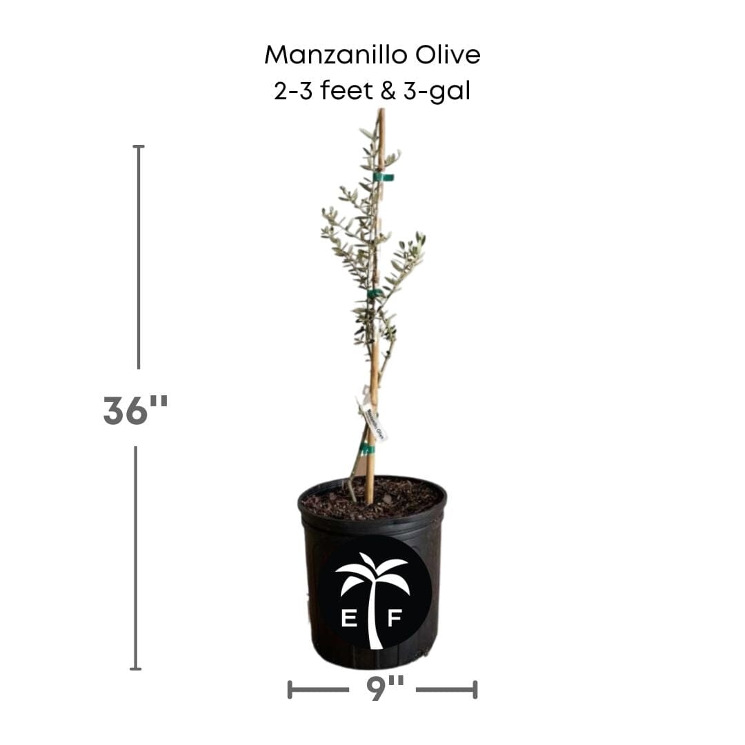 Manzanillo Olive Tree 103-Pine Island Nursery 3 feet & 3-gal