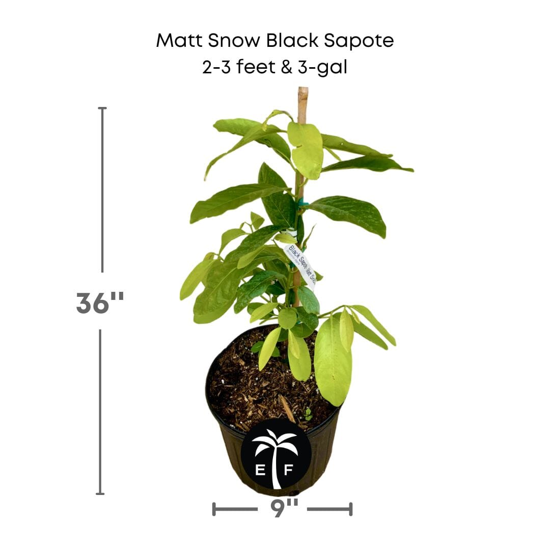 Matt Snow Black Sapote Grafted Tree 111-Lalo Melo 3 feet & 3-gal