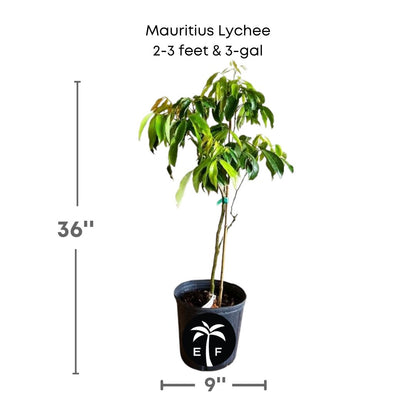 Mauritius lychee in a 3 gallon pot and 3 feet