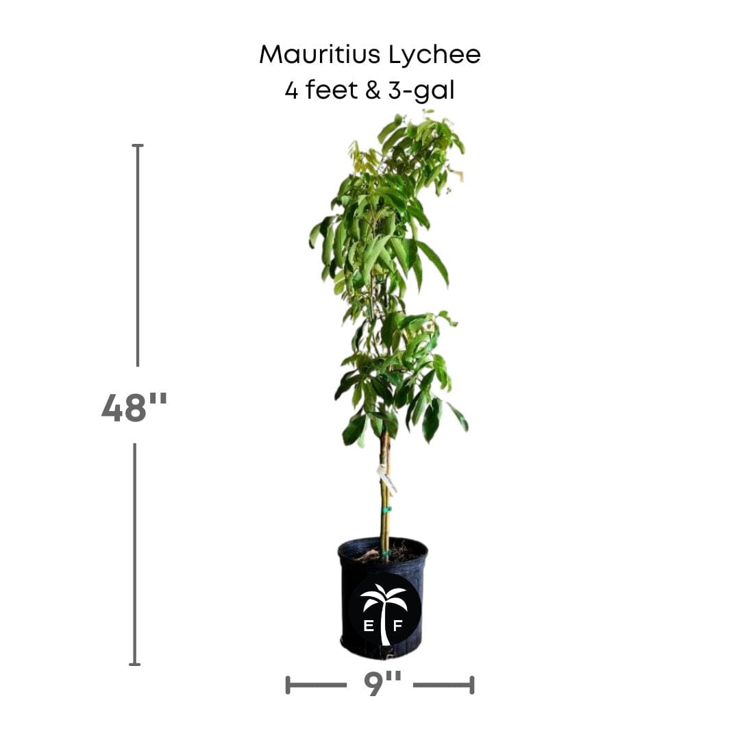 Mauritius Lychee Fruit Tree Air Layered Fruit Trees 111-Lalo Melo 4 feet & 3-gal