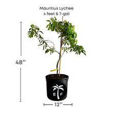 Mauritius Lychee Fruit Tree Air Layered Fruit Trees 111-Lalo Melo 4 feet & 7-gal