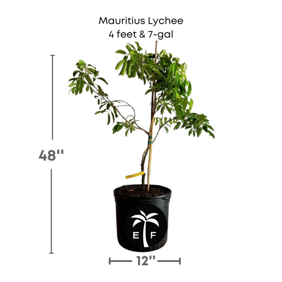 Mauritius Lychee Fruit Tree Air Layered Fruit Trees 111-Lalo Melo 4 feet & 7-gal