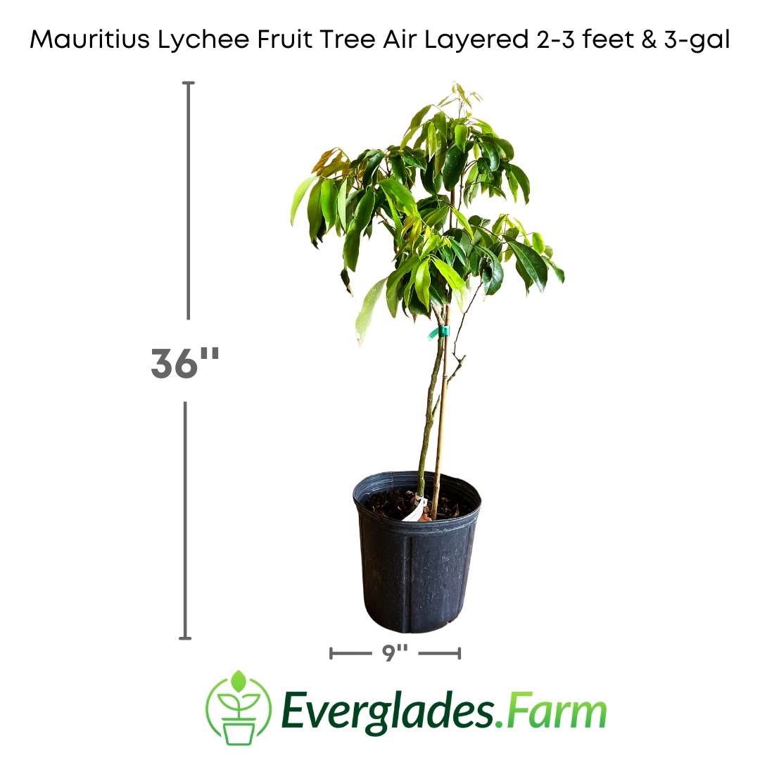 The Mauritius Lychee fruit tree is a highly valued variety for its sweet and tasty fruits. It is said that this tropical fruit, originally from China, was introduced to the island of Mauritius more than 150 years ago and has since thrived in its warm and humid climate.