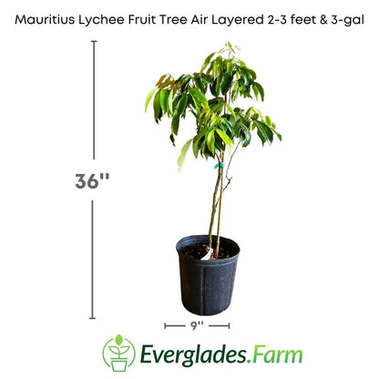 The Mauritius Lychee fruit tree is a highly valued variety for its sweet and tasty fruits. It is said that this tropical fruit, originally from China, was introduced to the island of Mauritius more than 150 years ago and has since thrived in its warm and humid climate.