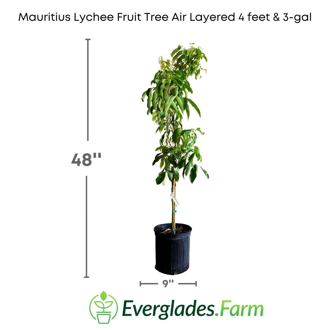 Lychee (Mauritius) Airlayer - Inca Plant Nursery Lychee (Mauritius) Airlayer - Inca Plant Nursery