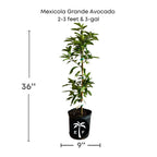 Mexicola Grande Avocado Tree, Grafted Fruit Trees 110-Guacalina Nursery & Broker 2-3 feet & 3-gal 