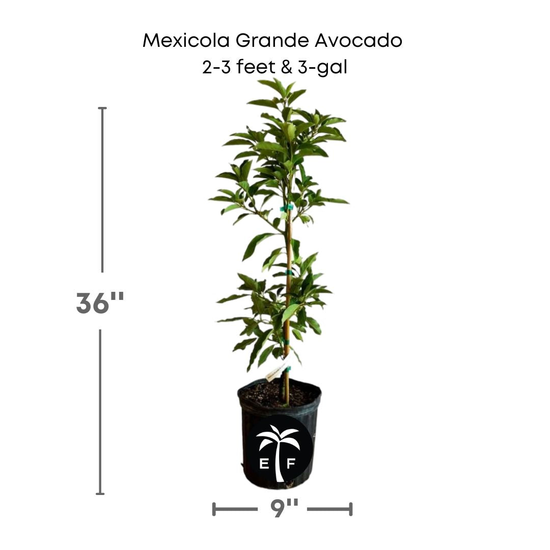 Mexicola Grande avocado plant in a 3 gallon pot