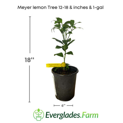 The Meyer Lemon Tree is known for its juicy and aromatic fruits, the Meyer lemons. Unlike common lemons, Meyers are sweeter and less acidic, with a thin peel and a distinctive intense yellow color.