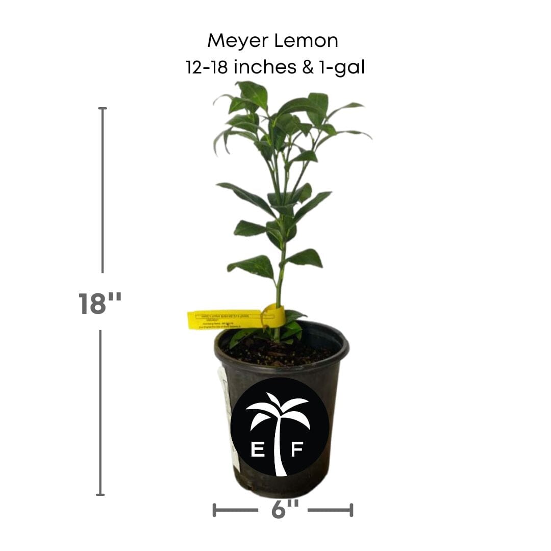 Meyer Lemon Tree Fruit Trees 113-Brite Leaf Citrus Nursery 24-30 inches & 1-gal 