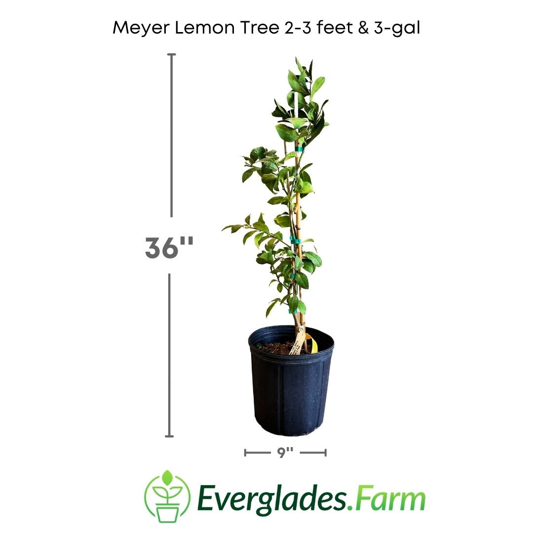 Meyer Lemon Tree