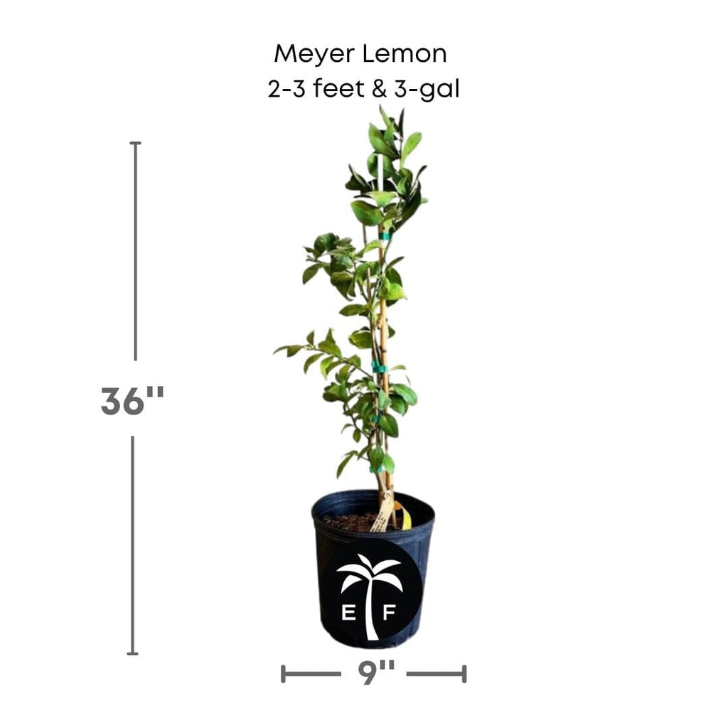 Meyer Lemon Tree Fruit Trees 113-Brite Leaf Citrus Nursery 2-3 feet & 3-gal