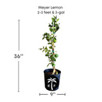 Meyer Lemon Tree Fruit Trees 113-Brite Leaf Citrus Nursery 2-3 feet & 3-gal