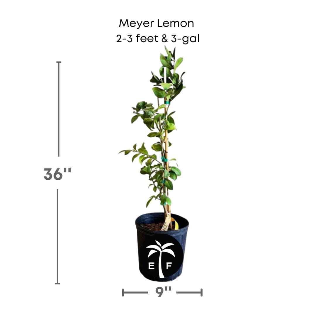 Meyer Lemon Tree Fruit Trees 113-Brite Leaf Citrus Nursery 2-3 feet & 3-gal