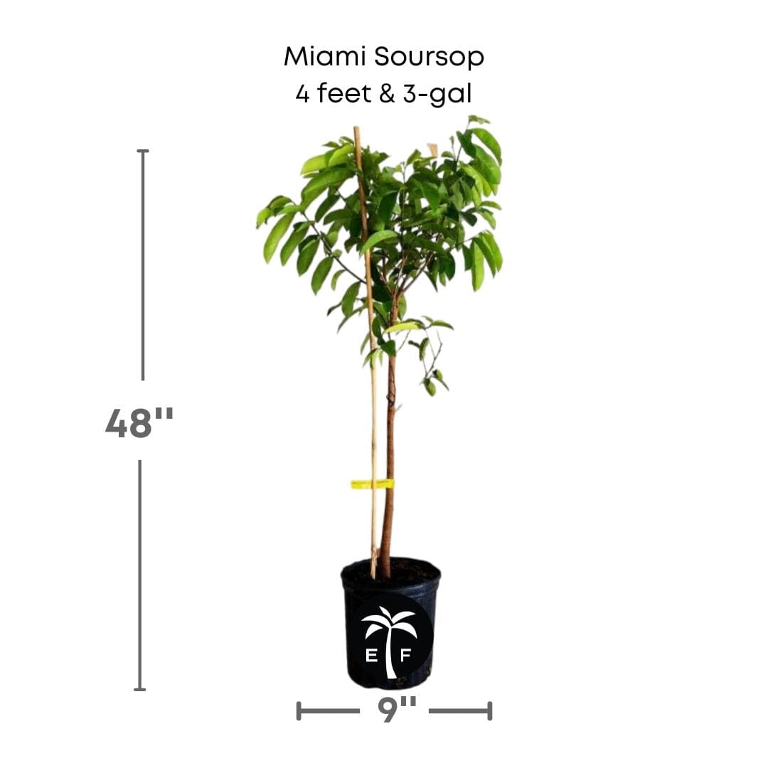 Miami Soursop Guanabana from Seedlings Fruit Tree Fruit Trees 100-Carlos Tropical Fruits 4 feet & 3-gal