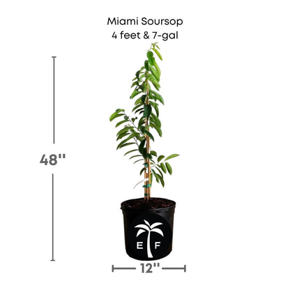 Miami Soursop plant in a 7 gallon pot from seedlings 