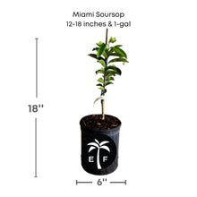 Miami Soursop, Guanabana Grafted Fruit Tree Fruit Trees 100-Carlos Tropical Fruits 12-18 inches & 1-gal 