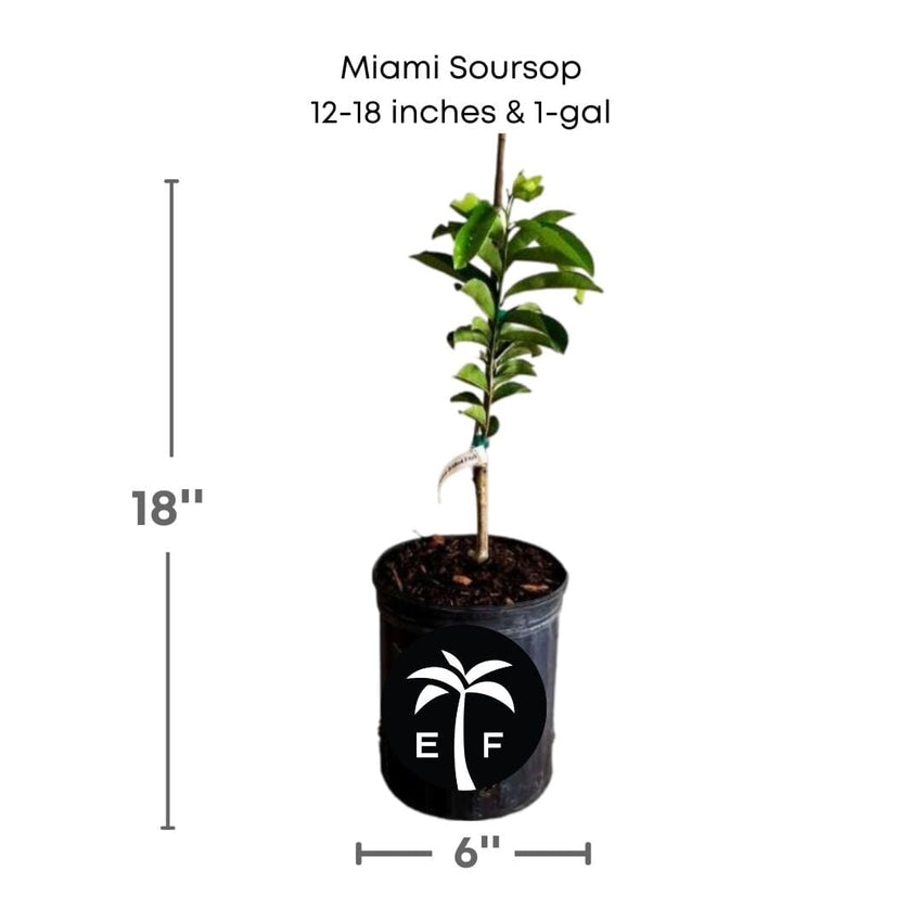 Young soursop plant in a one gallon nursery pot