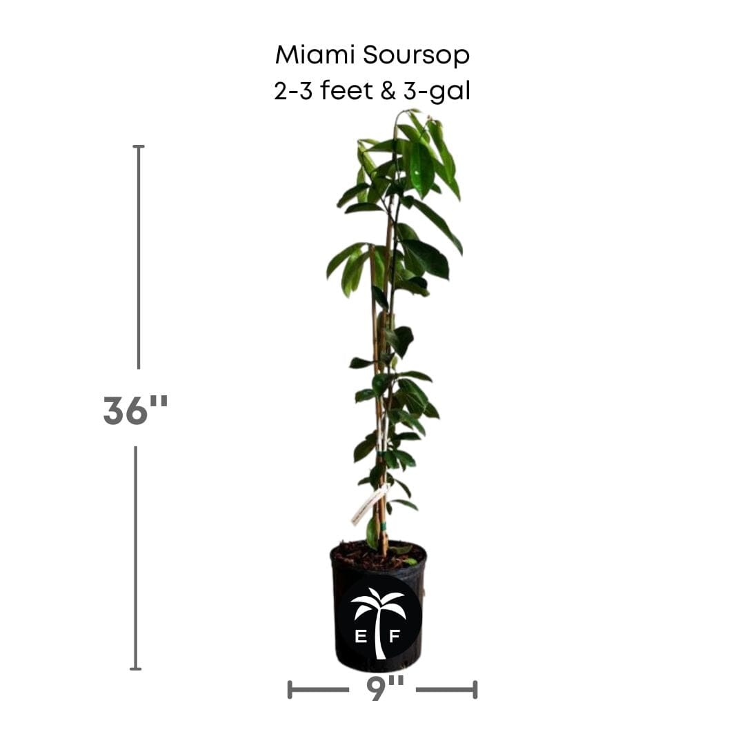 Miami Soursop, Guanabana Grafted Fruit Tree Fruit Trees 100-Carlos Tropical Fruits 2-3 feet & 3-gal 