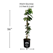 Miami Soursop, Guanabana Grafted Fruit Tree Fruit Trees 100-Carlos Tropical Fruits 2-3 feet & 3-gal 