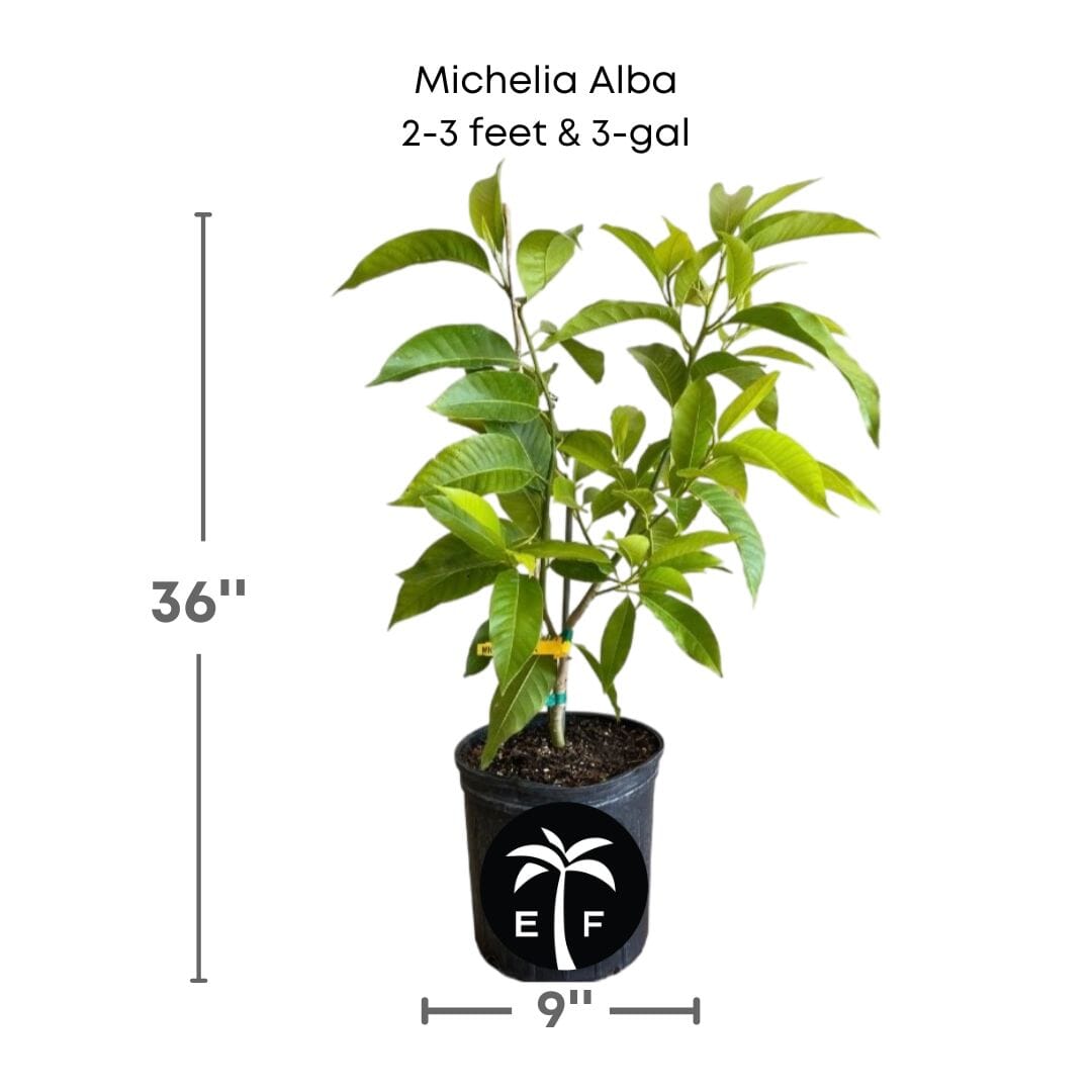 Michelia Alba, White Champaca, Tree Grafted Fruit Trees 102-Zill High Performance Plants 2-3 feet & 3-gal 