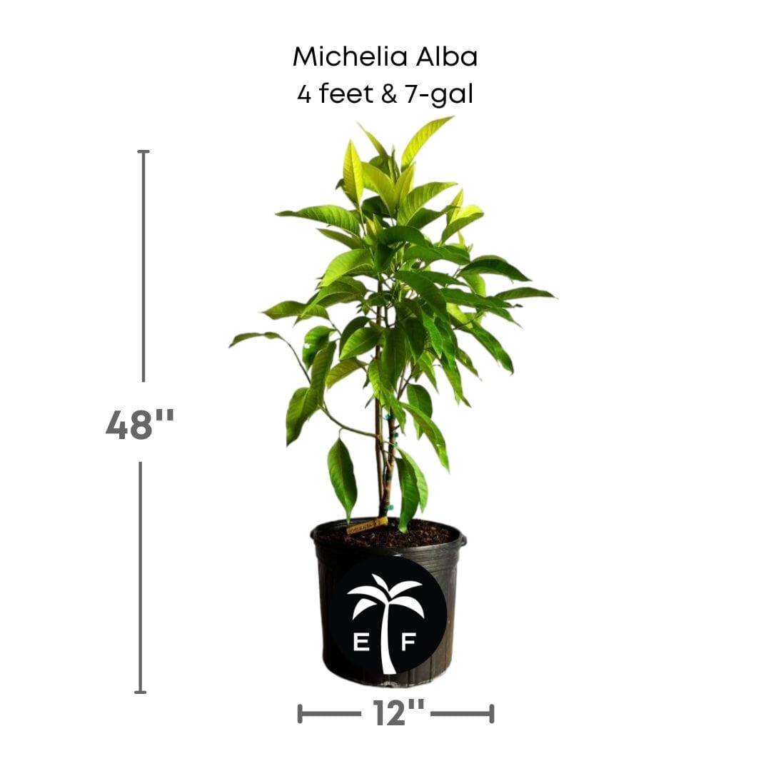 Michelia Alba, White Champaca, Tree Grafted Fruit Trees 102-Zill High Performance Plants 4 feet & 7-gal 