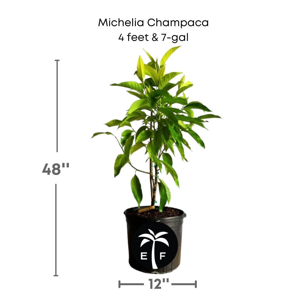 Michelia Champaca, Tree from Seedlings Fruit Trees 102-Zill High Performance Plants 4 feet & 7-gal 