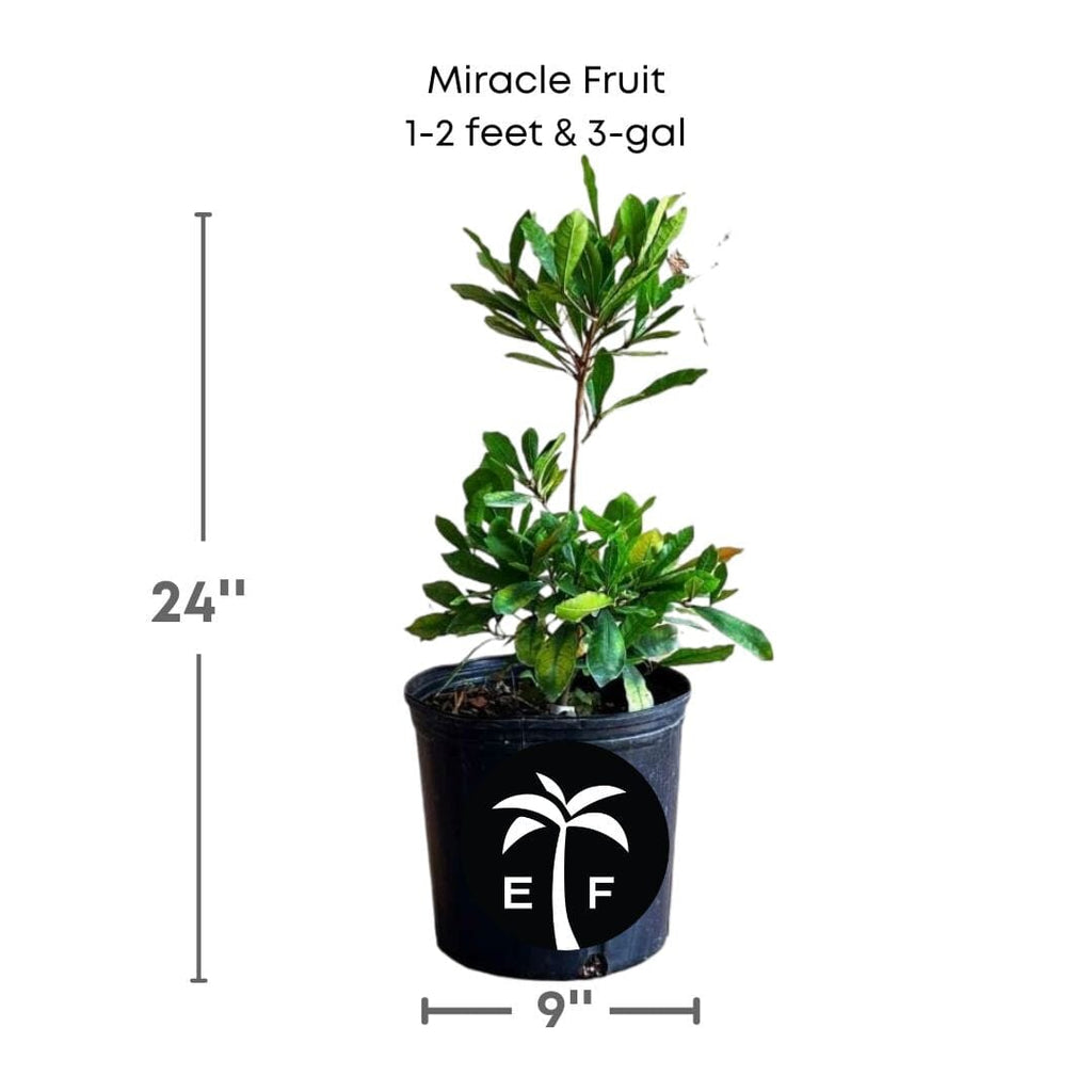 Miracle Fruit Plant, Miracle Berry Fruit Trees 100-Carlos Tropical Fruits 1-2 feet & 3-gal 