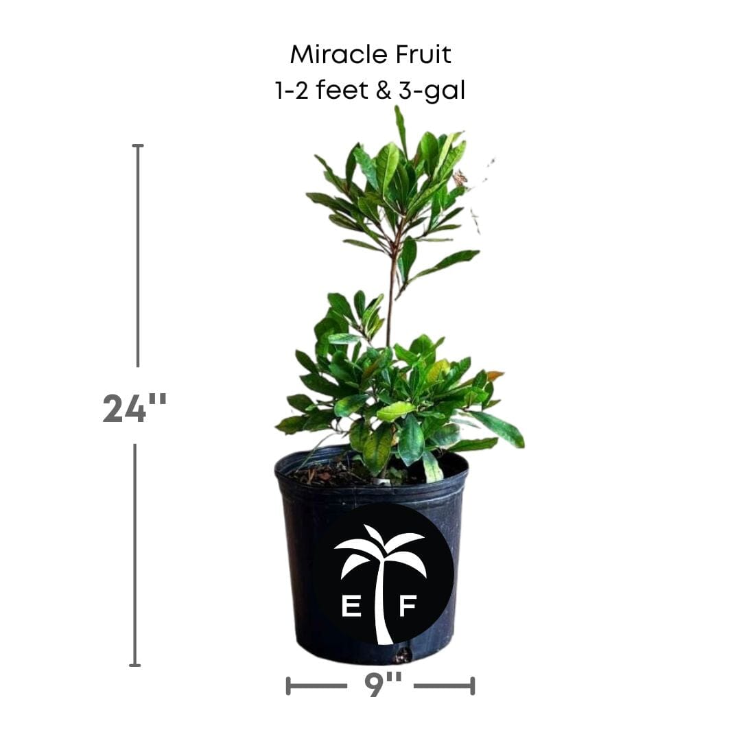 Miracle Fruit Plant, Miracle Berry Fruit Trees 100-Carlos Tropical Fruits 1-2 feet & 3-gal 