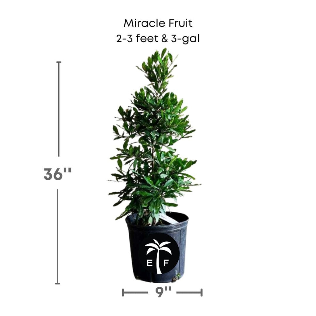 Miracle Fruit Plant, Miracle Berry Fruit Trees 100-Carlos Tropical Fruits 2-3 feet & 3-gal 