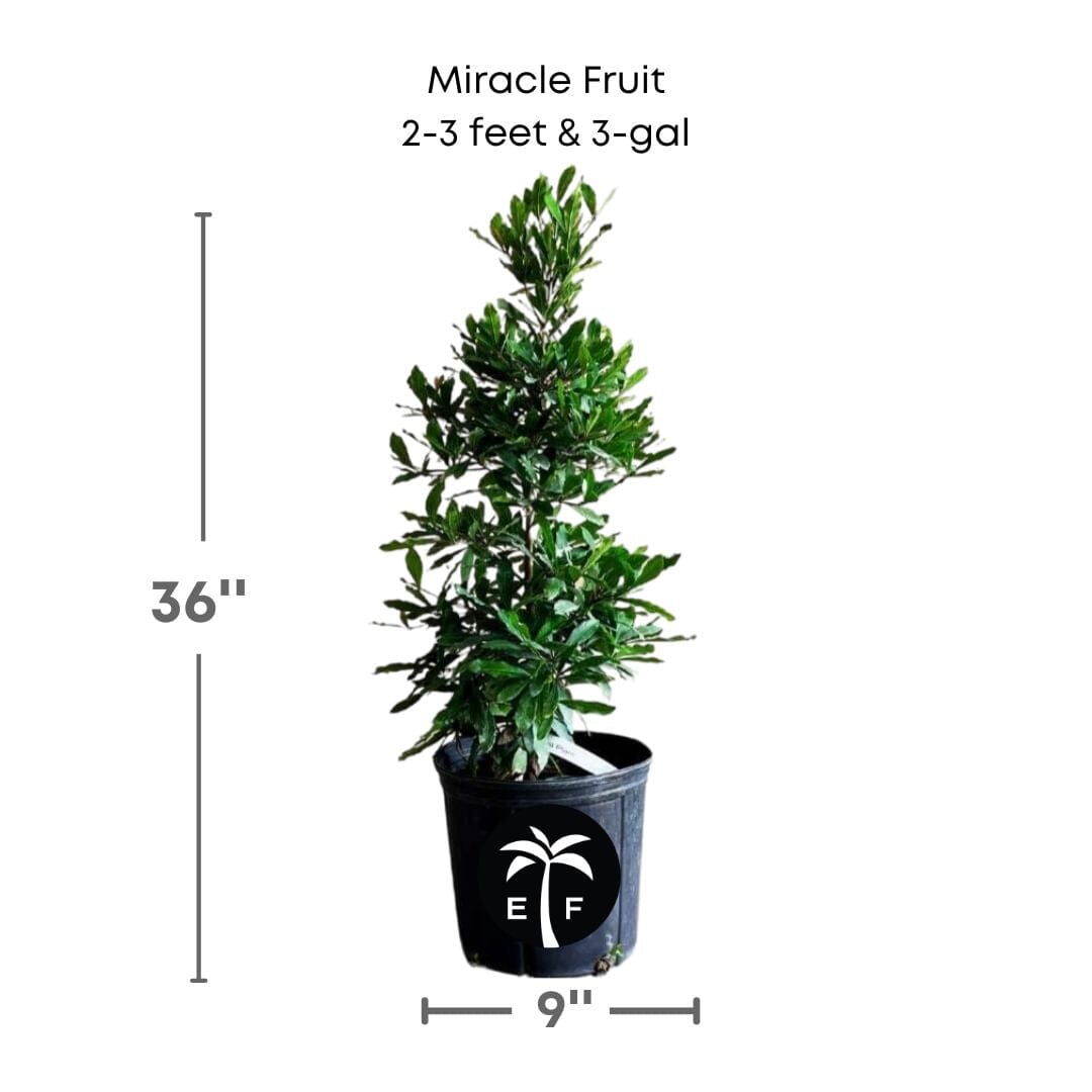 Miracle Fruit Plant, Miracle Berry Fruit Trees 100-Carlos Tropical Fruits 2-3 feet & 3-gal 
