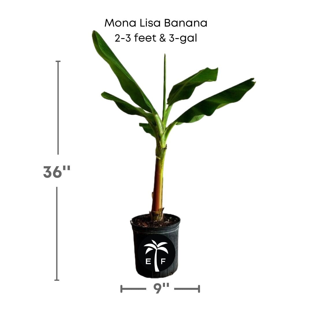 Mona Lisa Banana Plant 109-Going Bananas 2-3 feet & 3-gal 