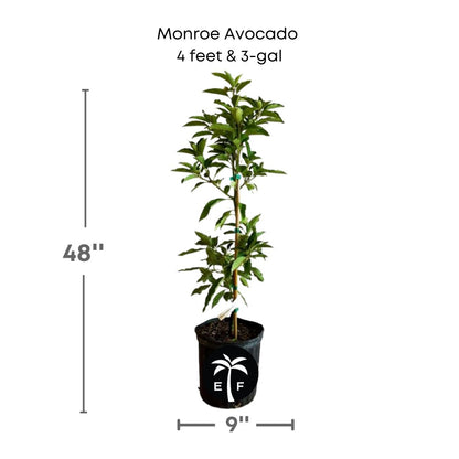 Monroe Avocado plant in a 3 gallon pot and 4 feet