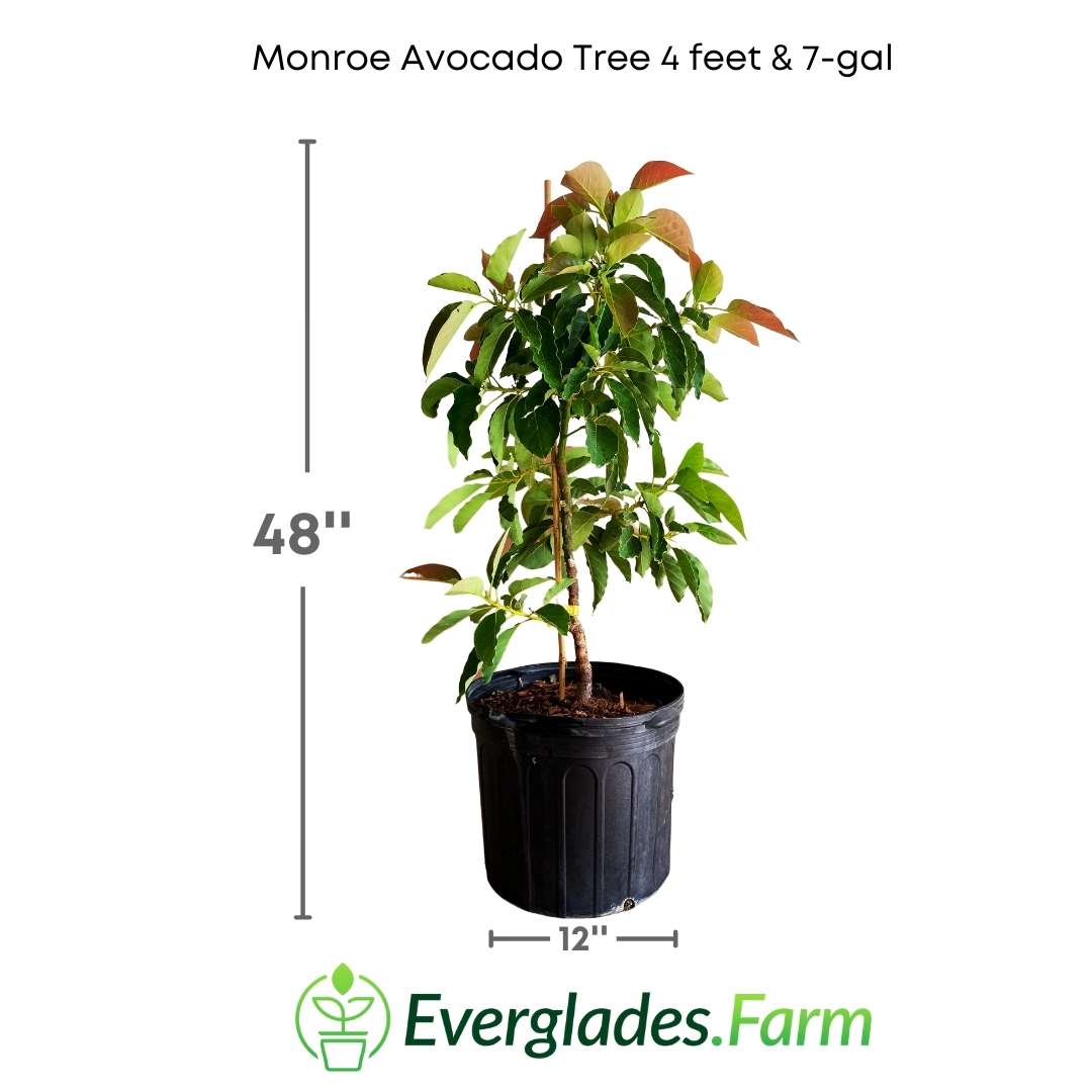 Monero Tree Monroe Avocado Tree, Grafted – Everglades Farm