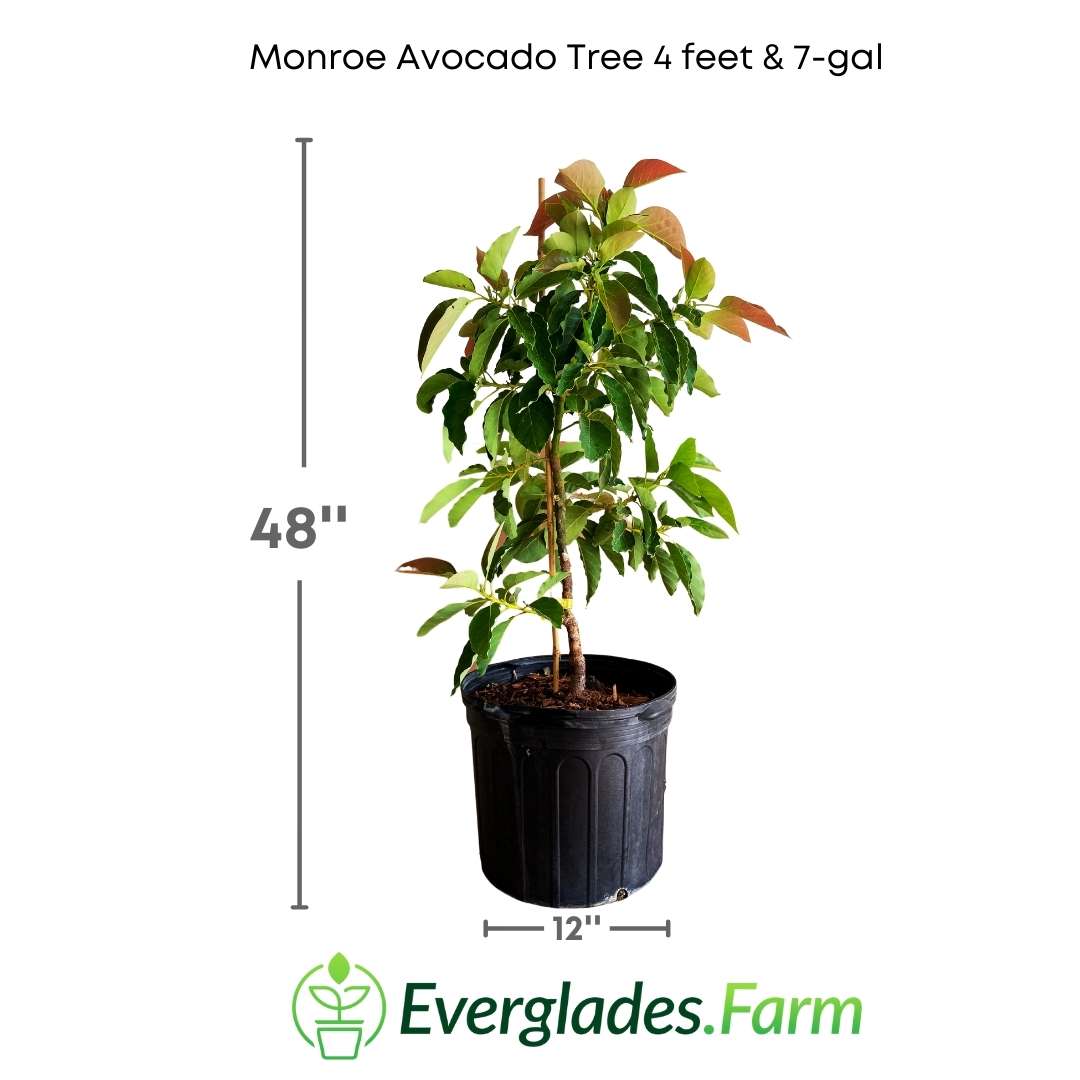 The 'Mata Monroe' is a testament to how horticulture has advanced in adapting plants to different climatic conditions, providing avocado enthusiasts with the opportunity to enjoy this delicious fruit in places where it was previously not possible.