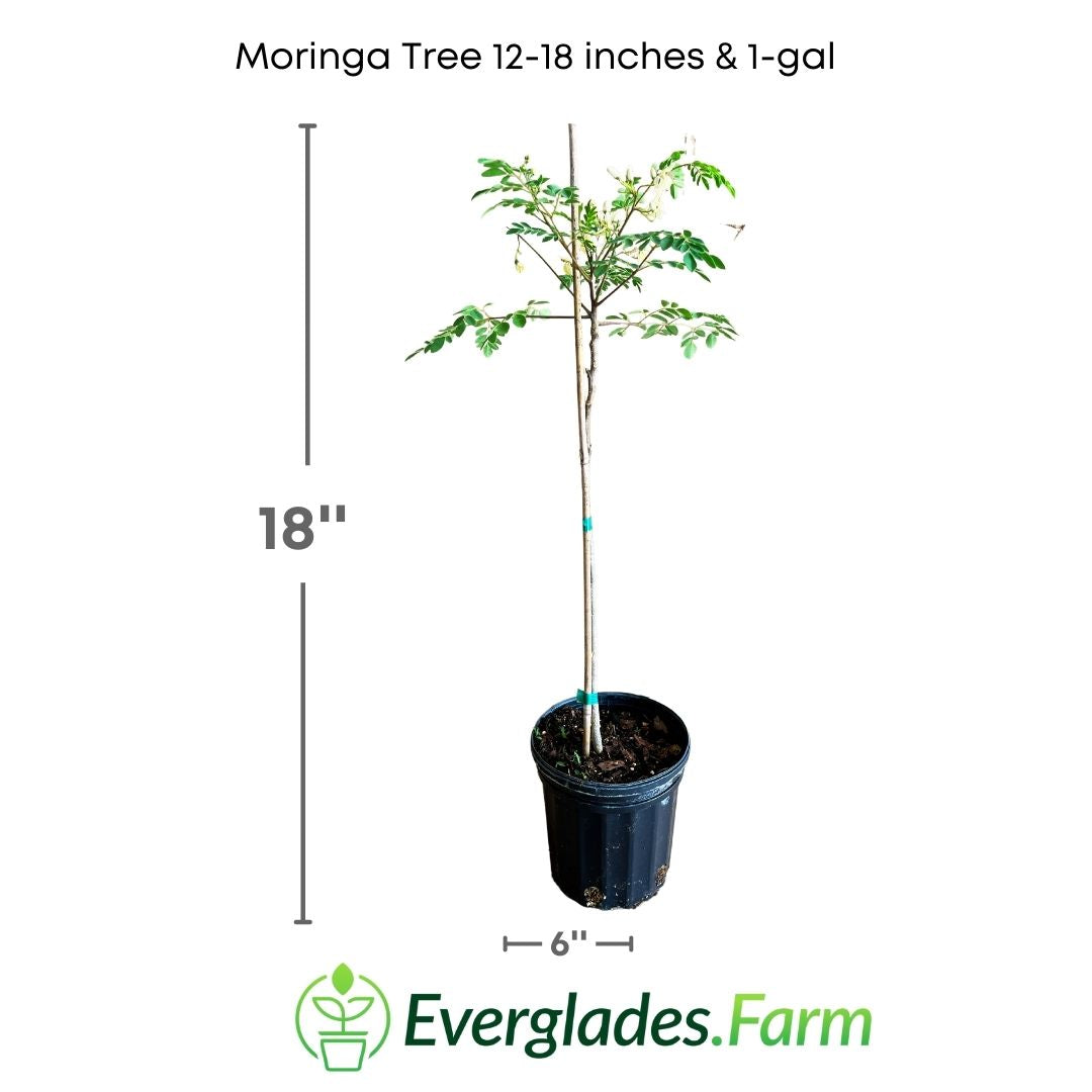 The leaves of the moringa tree contain an impressive amount of nutrients, including vitamin C, vitamin A, iron, calcium, and proteins. In fact, it has been shown that moringa tree leaves contain more iron than spinach and more vitamin C than oranges.