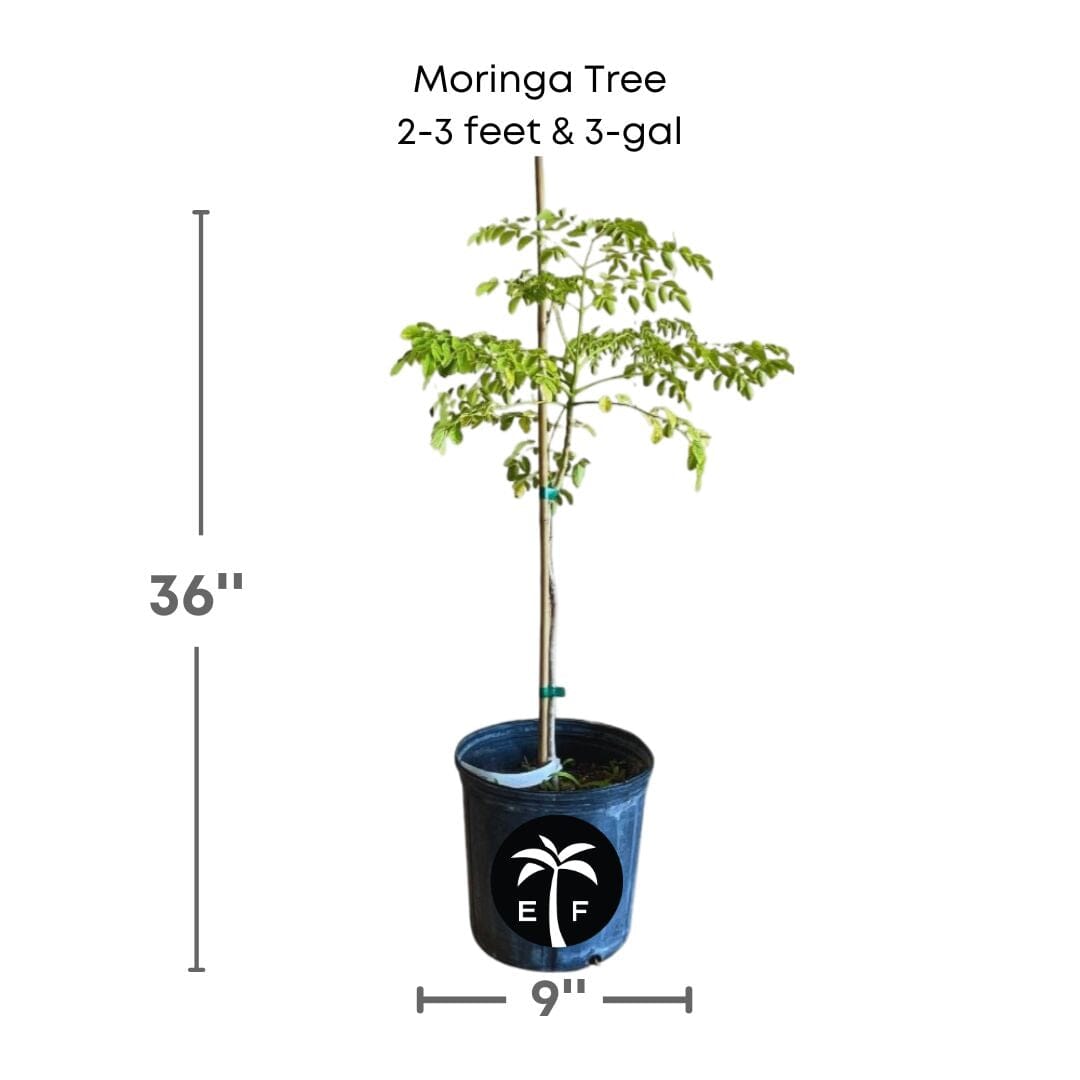 Moringa Tree, for sale from Florida Fruit Trees 115-Orlando Nursery 2-3 feet & 3-gal 