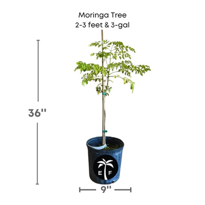 Moringa Tree, for sale from Florida Fruit Trees 115-Orlando Nursery 2-3 feet & 3-gal 