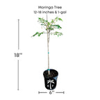 Moringa Tree, for sale from Florida Fruit Trees 115-Orlando Nursery 12-18 inches & 1-gal 
