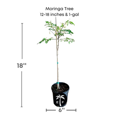 Moringa Tree, for sale from Florida Fruit Trees 115-Orlando Nursery 12-18 inches & 1-gal 