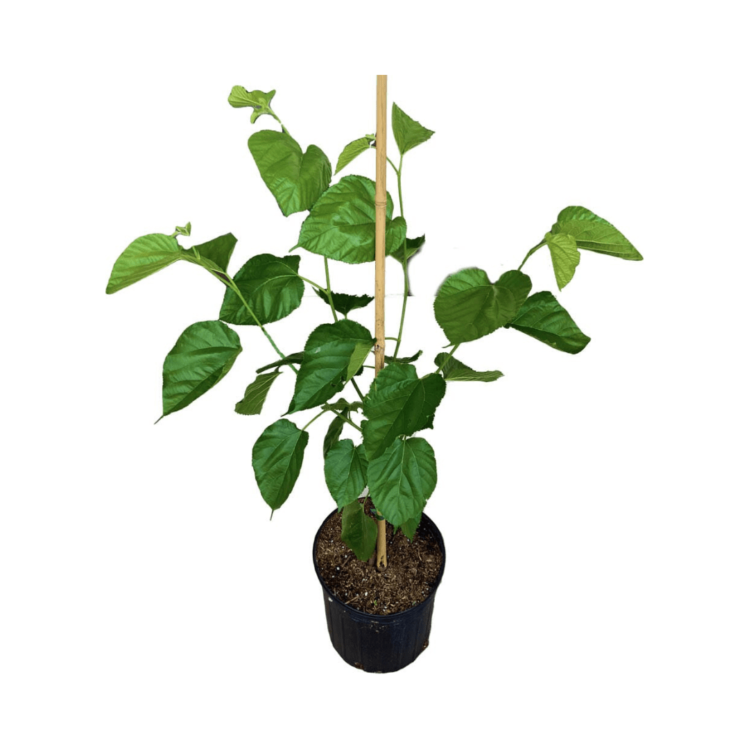 White Mulberry Tree Fruit Trees 103-Pine Island Nursery 2-3 feet & 3-gal 