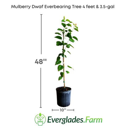 "A small fruit tree that produces sweet and juicy mulberries throughout the summer. This variety of mulberry is ideal for small gardens and patios due to its compact size and ability to grow in pots."